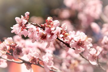 Cherry blossom tree