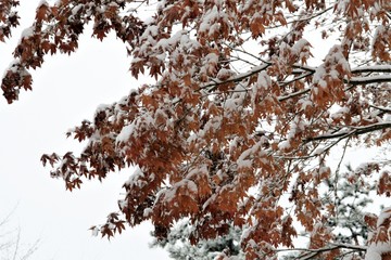 Snow and Maple Leaf
