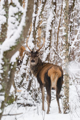 Naklejka na ściany i meble Single Young Noble Red Deer (Cervus Elaphus) With Beautiful Horns Among Snow-Covered Birch Forest. European Wildlife Landscape With Snow And Deer Stag With Antlers.Portrait Of Deer. Deer In Winter
