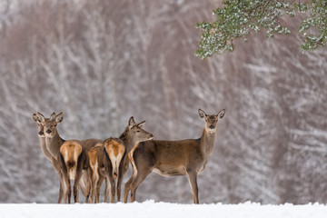 Group Of Different-Aged Red  Deer ( Cervus Elaphus ) At Snow-Covered Winter Field Against A Birch Forest Background.Female Red Deer (Cervidae ) Stand Next The Winter Forest. Belarus Republic. Reindeer