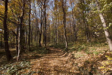 Picture of forest path covered with leaves