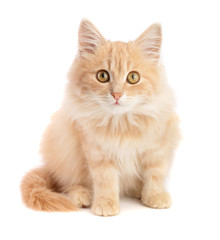 Cute little red kitten isolated on white background