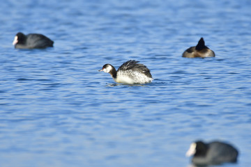 Ohrentaucher im Schlichtkleid