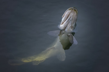 Close-up of caught pike fish trophy in water. Fishing background