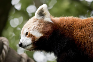 red pandas