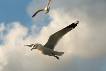 seagulls flying over the Bosphorus, Istanbul, Turkey