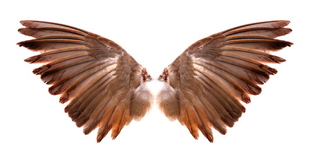 wings of birds on white background