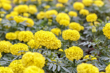 marigolds flowers in park