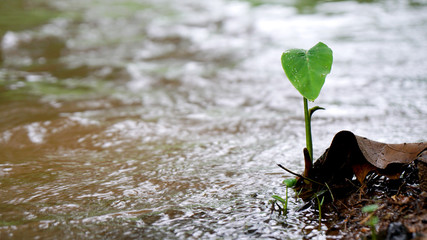 Plant in the stream