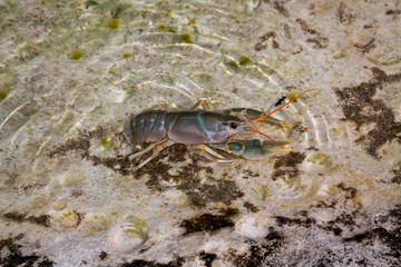 Caspian crayfish, Astacus pachypus, Caspian Sea
