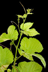 Fototapeta premium vigne nouvelle, bourgeons de printemps, fond noir 