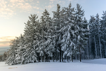 Beautiful winter forest with trees covered in snow