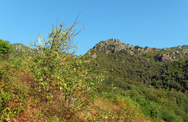 corsican scrub in upper corsica mountains