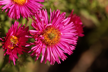 Obraz premium New England aster (Symphyotrichum novae angliae)
