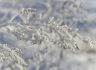 the plant is covered with hoarfrost in a frosty winter