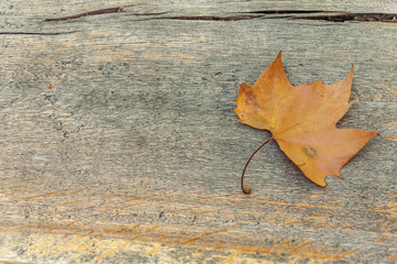 One yellow leaf on a wooden table like retro design