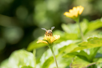 A beautiful bee on yellow flower with Nature background. Copy space