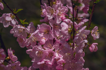 Soft focus Cherry Blossom or Sakura flower on nature background