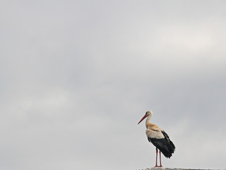 Weiss-Storch