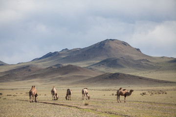 Chameaux en Mongolie