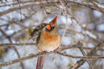 Northern cardinal ,Cardinalis cardinalis
