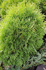 Coniferous trees for landscape design.