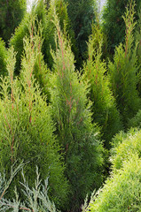Coniferous trees for landscape design.