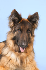 German shepherd dog