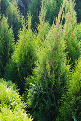 Coniferous trees for landscape design.