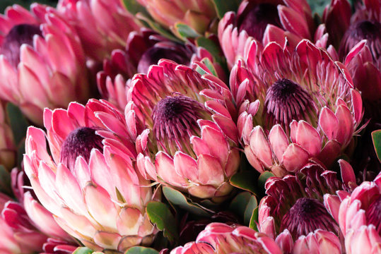 Proteas