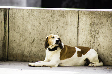 Dog in Paris