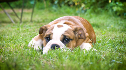 Beautiful white brown english bulldog, beautiful face sitting on grass, nature background. Concept:...