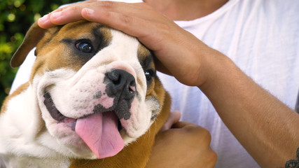 Beautiful white brown english bulldog, beautiful face sitting on grass, nature background. Concept: a parodist dog, favorite animals, true friends, a dog's pedigree, a friend's dog, a small wool.