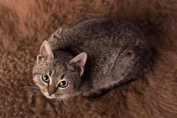 Adorable gray cat resting