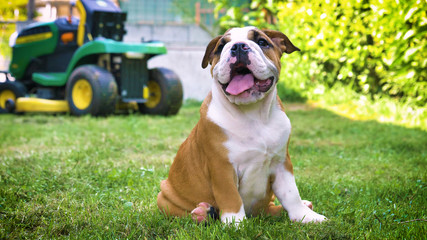 Beautiful white brown english bulldog, beautiful face sitting on grass, nature background. Concept:...