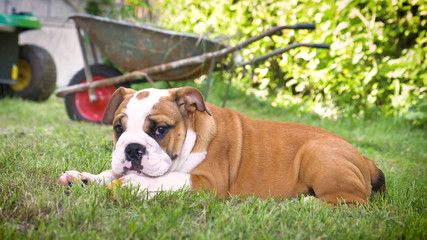 Beautiful white brown english bulldog, beautiful face sitting on grass, nature background. Concept: a parodist dog, favorite animals, true friends, a dog's pedigree, a friend's dog, a small wool.