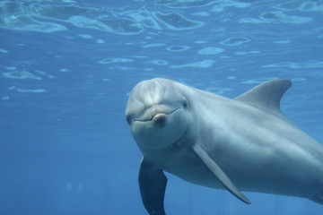 Gro&szlig;er T&uuml;mmler, Tursiops truncatus, unter Wasser