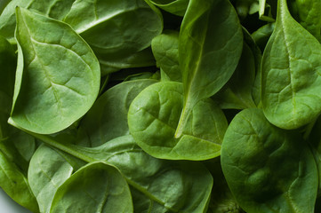 Fresh green baby spinach leaves