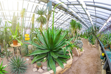 Obraz premium Huge Agave growing in the desert among the sand and stones.