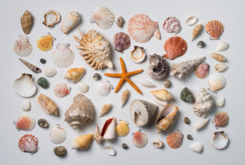 Collection of different seashells