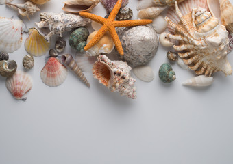 Obraz premium Collection of different seashells