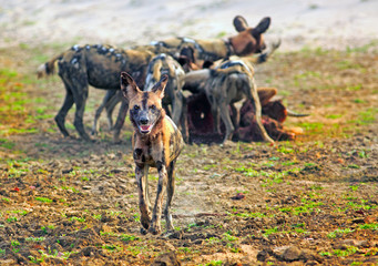 African Wild Dogs (Lycaon pictus) running towards camera while the rest of the pack feed on a...