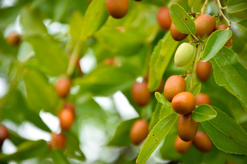 green fruits of Ziziphus jujuba on a tree