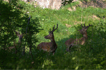 Rothirsche im Wald