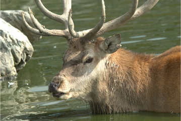 Rothirsch im Wasser