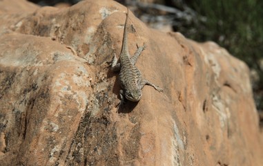 Lizard in the desert - USA