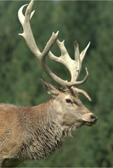 Fototapeta premium Rothirsch in der Brunft