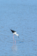 Black-winged Stilt, Himantopus himantopus.