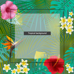 Tropical background. Flowers. Exotic plants. Palm leaves. Frame. Vector background. Plumeria. Hibiscus.