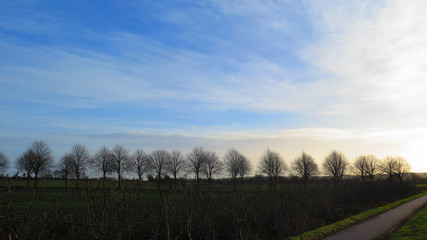 Row of decideous trees